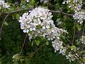 fiori di ciliegio